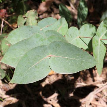Hopeaeukalyptus - Eucalyptus nitens