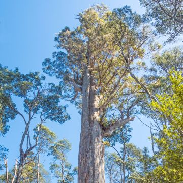 Viiste-eukalyptus - Eucalyptus obliqua