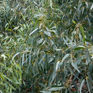 Hopeaeukalyptus Wadbilliga