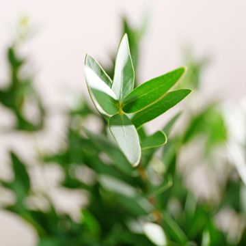 Utueukalyptus - Eucalyptus parvula
