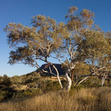 Hopeaeukalyptus Falls Creek