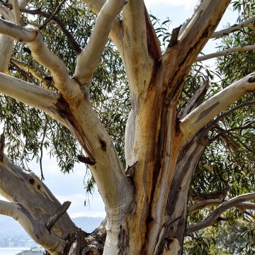 Hopeaeukalyptus Mt Bogong