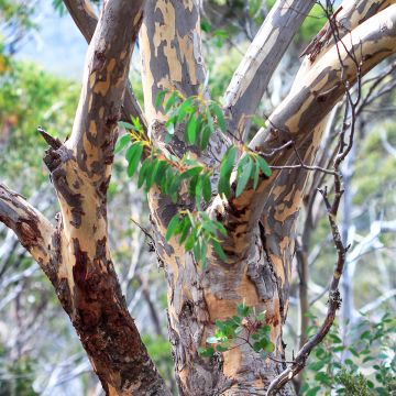 Hopeaeukalyptus Adaminaby