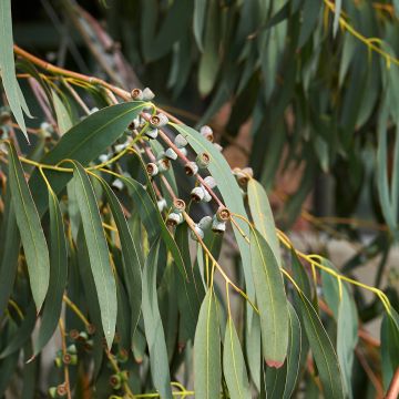 Hopeaeukalyptus - Eucalyptus perriniana