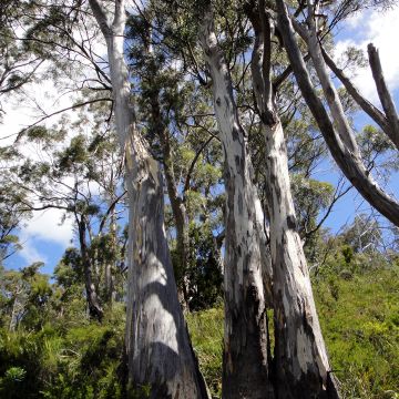 Hopeaeukalyptus - Eucalyptus pulchella