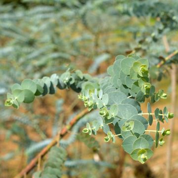 Hopeaeukalyptus - Eucalyptus pulverulenta