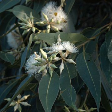 Viimaeukalyptus - Eucalyptus robusta