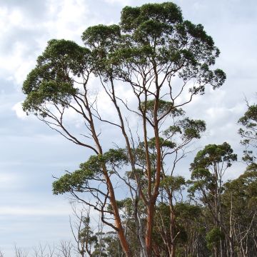 Hopeaeukalyptus - Eucalyptus rodwayi