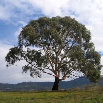 Hopeaeukalyptus - Eucalyptus rubida