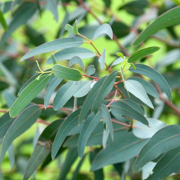 Hopeaeukalyptus - Eucalyptus saxatilis
