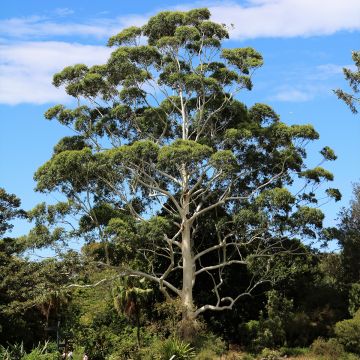 Hopeaeukalyptus - Eucalyptus scoparia