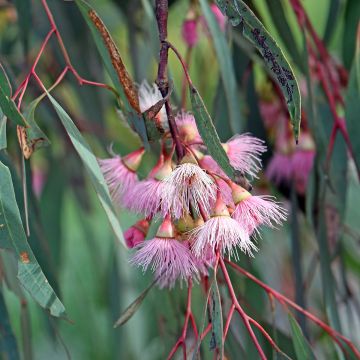 Hopeaeukalyptus - Eucalyptus sideroxylon