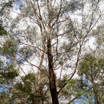 Hopeaeukalyptus - Eucalyptus smithii