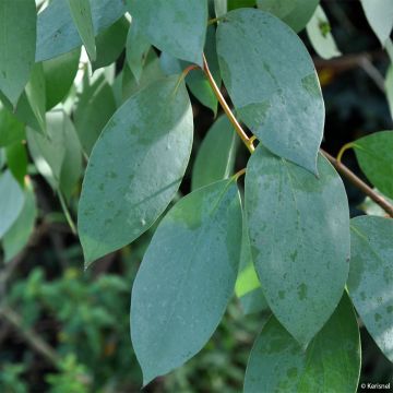 Hopeaeukalyptus - Eucalyptus stellulata