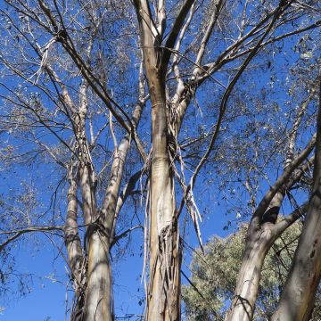 Hopeaeukalyptus Kiandra