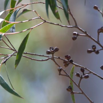 Hopeaeukalyptus - Eucalyptus stricta