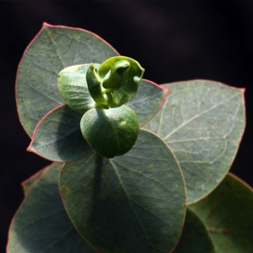 Hopeaeukalyptus - Eucalyptus sturgissiana