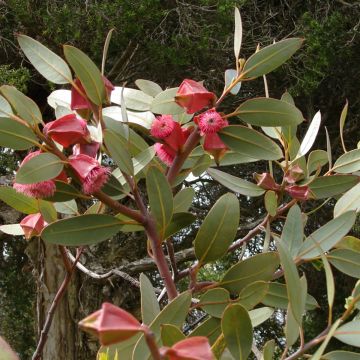 Hopeaeukalyptus - Eucalyptus tetraptera