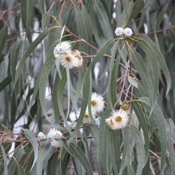 Hopeaeukalyptus Milligan