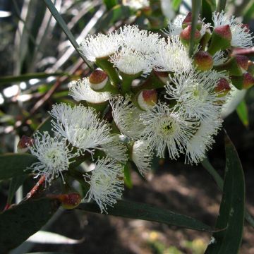 Hopeaeukalyptus - Eucalyptus gregsoniana