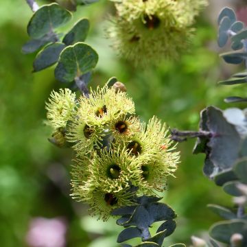 Hopeaeukalyptus (siemenet) - Eucalyptus kruseana