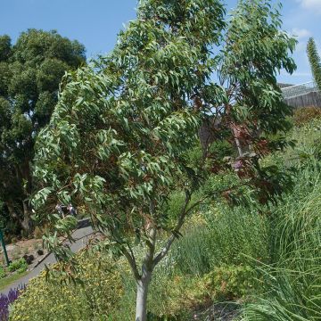 Hopeaeukalyptus (siemenet) - Eucalyptus pauciflora subsp. niphophila