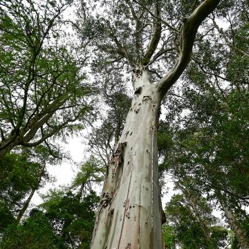 Kuningaseukalyptus (siemenet) - Eucalyptus regnans