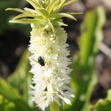 Töyhtövana - Eucomis autumnalis