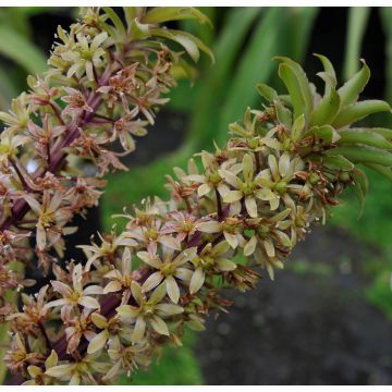 Töyhtövana Ssp. Pole-evansii