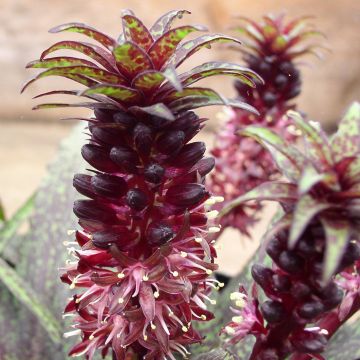 Töyhtövana - Eucomis vandermerwei