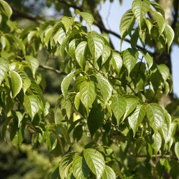 Rohtoparkkipuu - Eucommia ulmoides