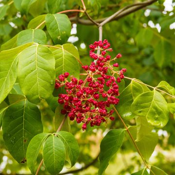 Kiinanherupuu - Tetradium daniellii