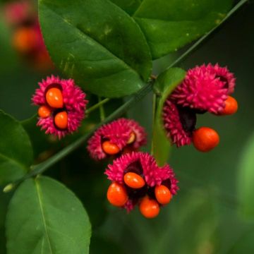 Pallesorvarinpensas - Euonymus americanus