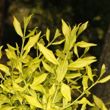 Euroopansorvarinpensas Chrysophyllus