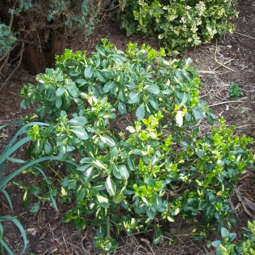 Suikerosorvarinpensas Blondy