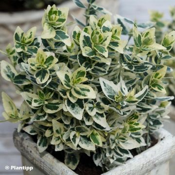 Suikerosorvarinpensas Dan's Delight