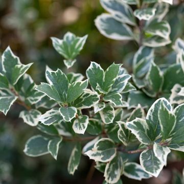 Suikerosorvarinpensas Emerald Gaiety