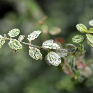 Suikerosorvarinpensas Silverstone