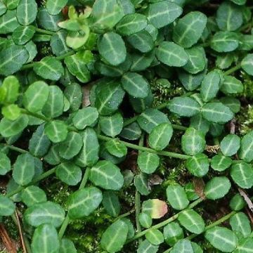 Suikerosorvarinpensas Tustin