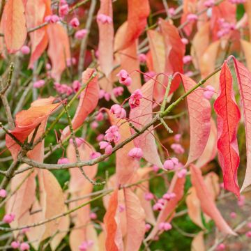 Idänsorvarinpensas - Euonymus maackii