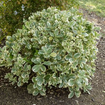 Laakerisorvarinpensas Bravo