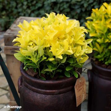 Laakerisorvarinpensas El Dorado