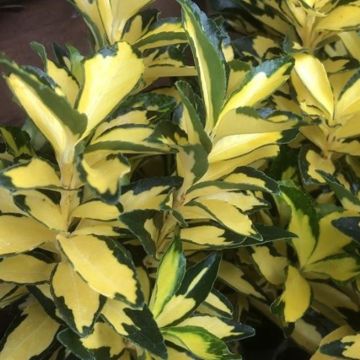 Laakerisorvarinpensas Exstase