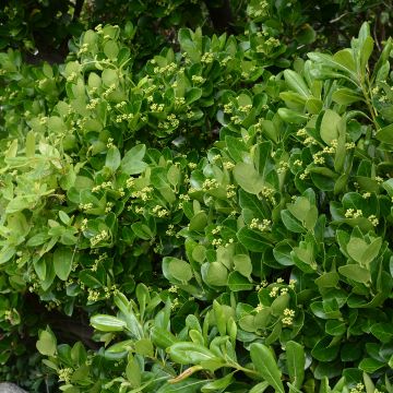 Laakerisorvarinpensas - Euonymus japonicus