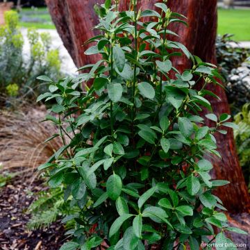 Laakerisorvarinpensas Green Millenium