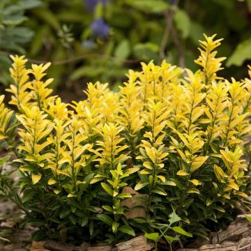 Laakerisorvarinpensas Happiness
