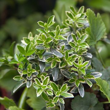 Laakerisorvarinpensas Microphyllus Albovariegatus