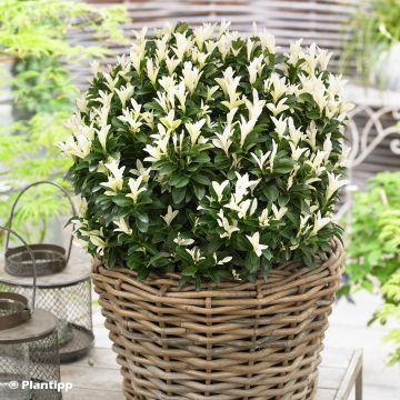 Laakerisorvarinpensas Paloma Blanca