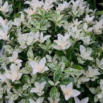 Laakerisorvarinpensas Pierrolino