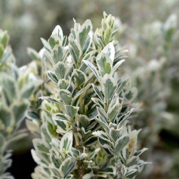 Laakerisorvarinpensas White Spire